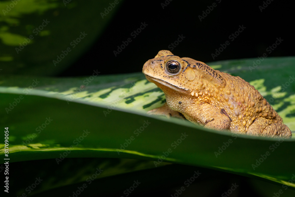 Obraz premium Asian common, Asian black-spined, black-spectacled, common Sunda and Javanese toad (Chordata, Amphibia, Anura, Bufonidae, Duttaphrynus melanostictus) resting on the leaf while facing the left side