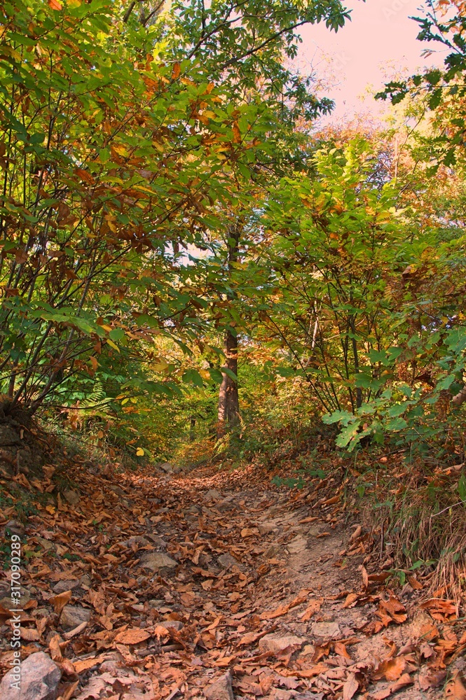 avenue covered with leaves in autumn avenue covered with leaves in autumn