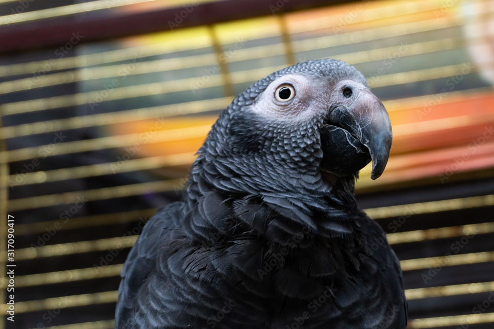 Fototapeta premium A parrot sitting on top of a wooden fence