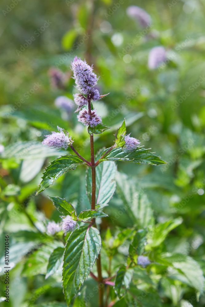 Fresh mint blossoms outdoors, mint flowers close up Fresh mint blossoms outdoors, mint flowers close up