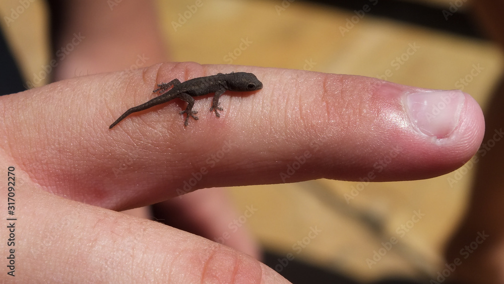 Obraz premium Eidechse - mini