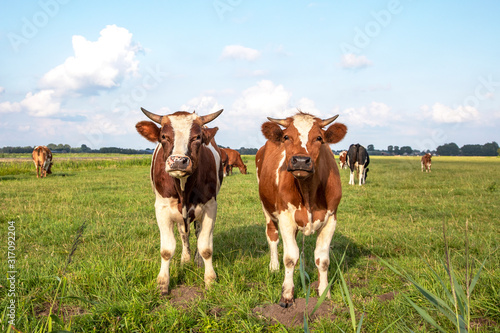 Two cute little cows looking up, soft and friendly standing in a pasture under a blue sky and a faraway horizon.