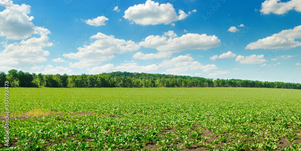 Picturesque green beet field and blue sky with light clouds. Wide photo.