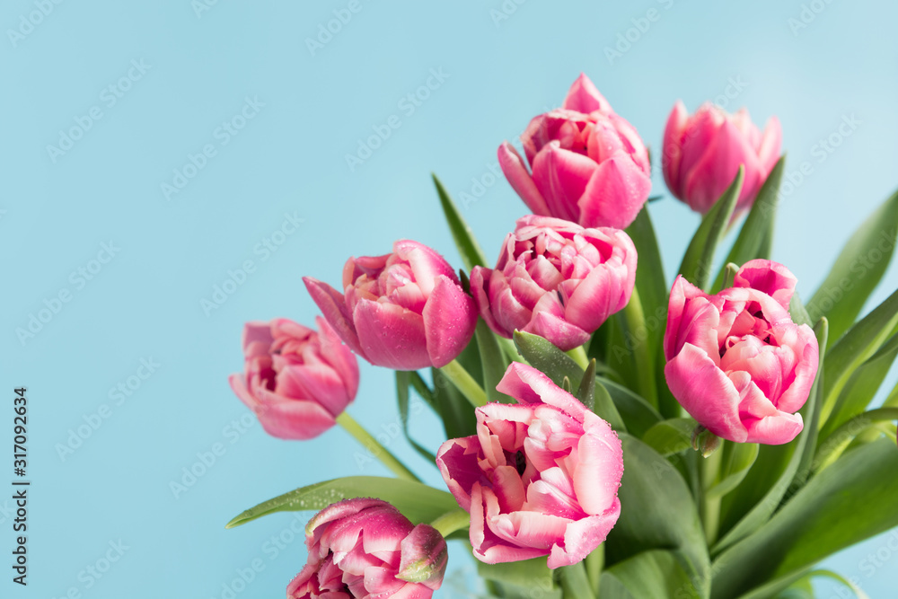 Spring. Pink tulip on blue. Mothers day. Space for text. Spring. Pink tulip on blue. Mothers day. Space for text.