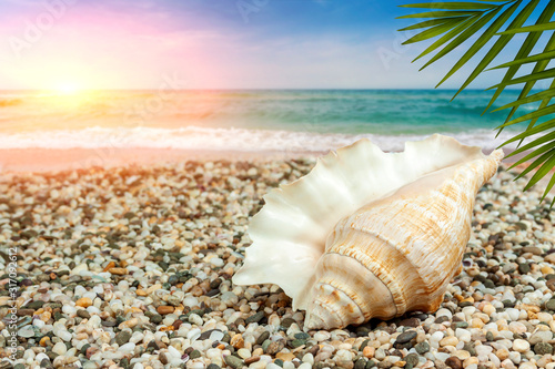 Seashell at sunset lies on the sandy seashore, close-up.