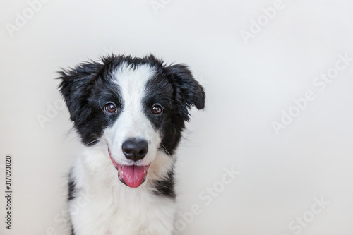 Funny studio portrait of cute smilling puppy dog border collie isolated on white background. New lovely member of family little dog gazing and waiting for reward. Pet care and animals concept