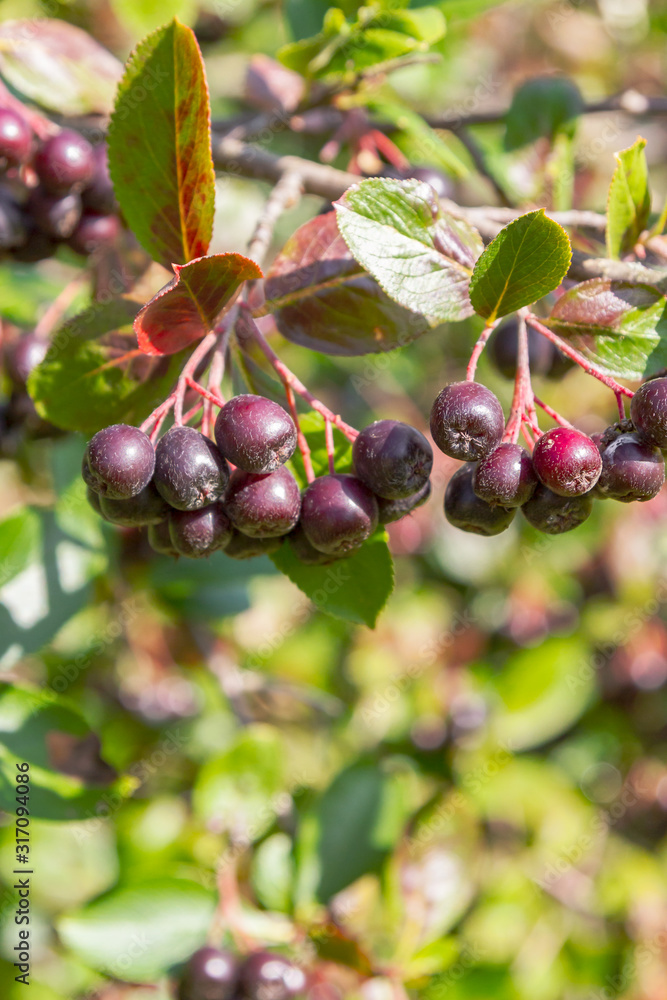 Chokeberry grows on a Bush in late summer Chokeberry grows on a Bush in late summer