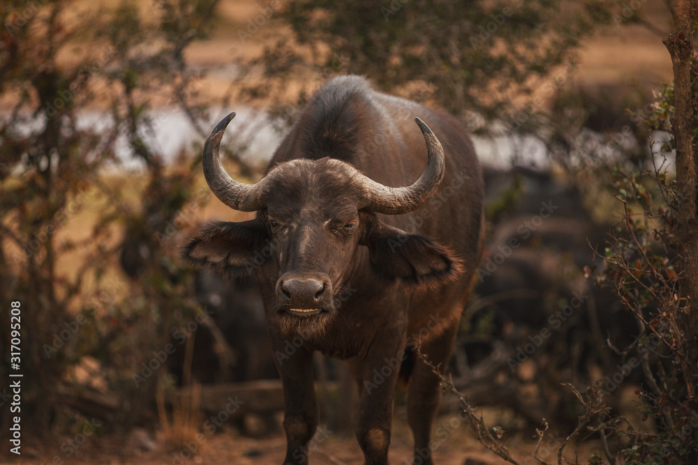 Buffalo Südafrika 