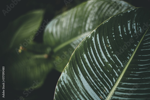 Foto Folk Green Leaf Tropical Foliage Plant Nature Leaves on dark background