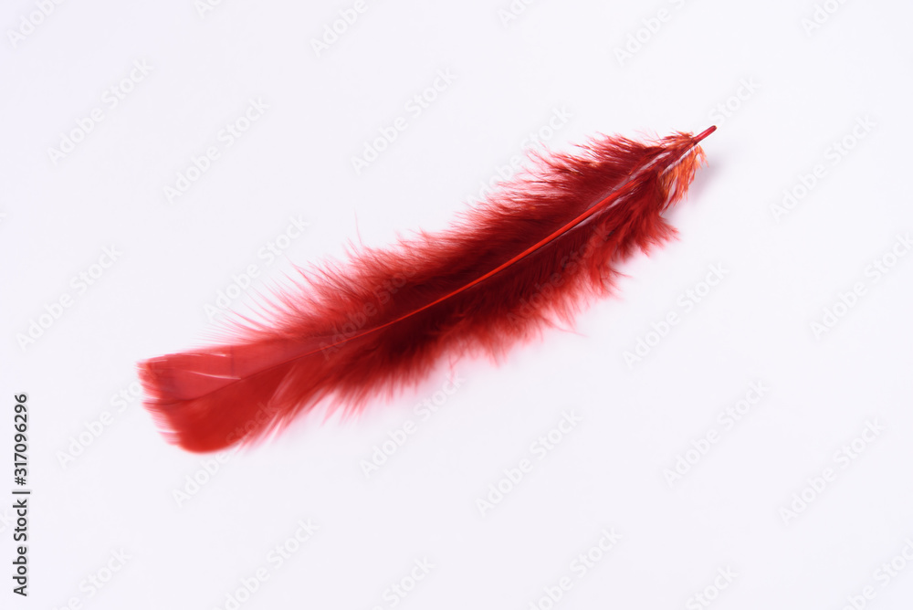 Red bird feather on a white background. A place for a label. Red bird feather on a white background. A place for a label.