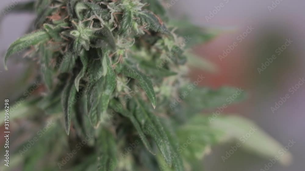 Blooming female marijuana sprout develops in the wind against . 4k. close up. macro. production of medical cannabis. Blooming female marijuana sprout develops in the wind against . 4k. close up. macro. production of medical cannabis.