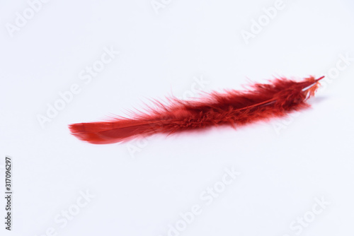 Red bird feather on a white background. A place for a label.
