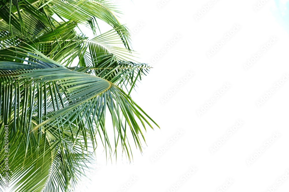 Naklejka premium Tropical coconut tree leaves on white isolated background for green foliage backdrop