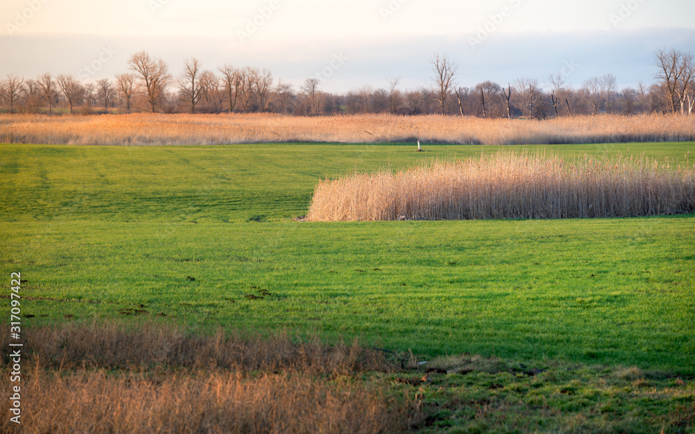 Green field with reeds at sunset