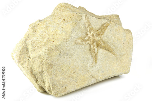 Palaeocoma Escheri starfish fossil from Forcalquier, France