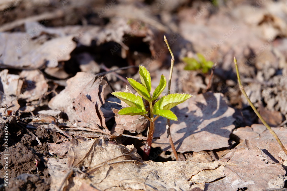 Young plant wakes up after winter