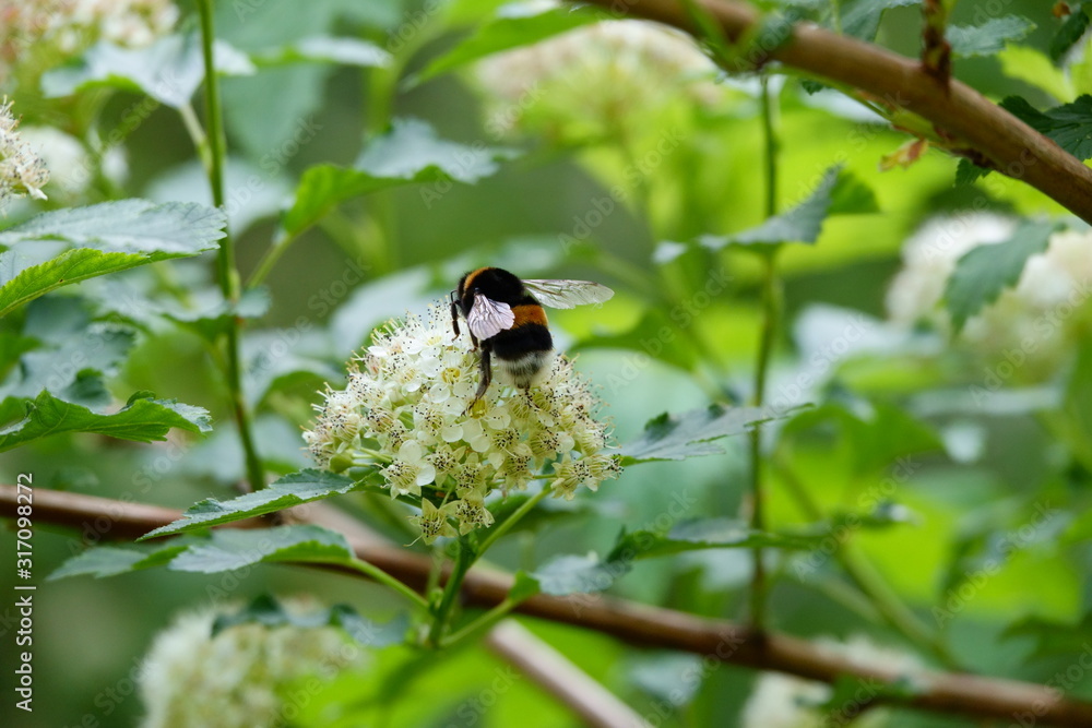 Bee sitting on a flower