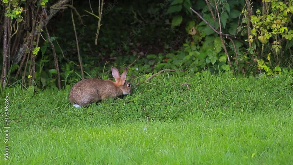 A Rabbit Eating Grass and then Jumping Away into a Hedge A Rabbit Eating Grass and then Jumping Away into a Hedge