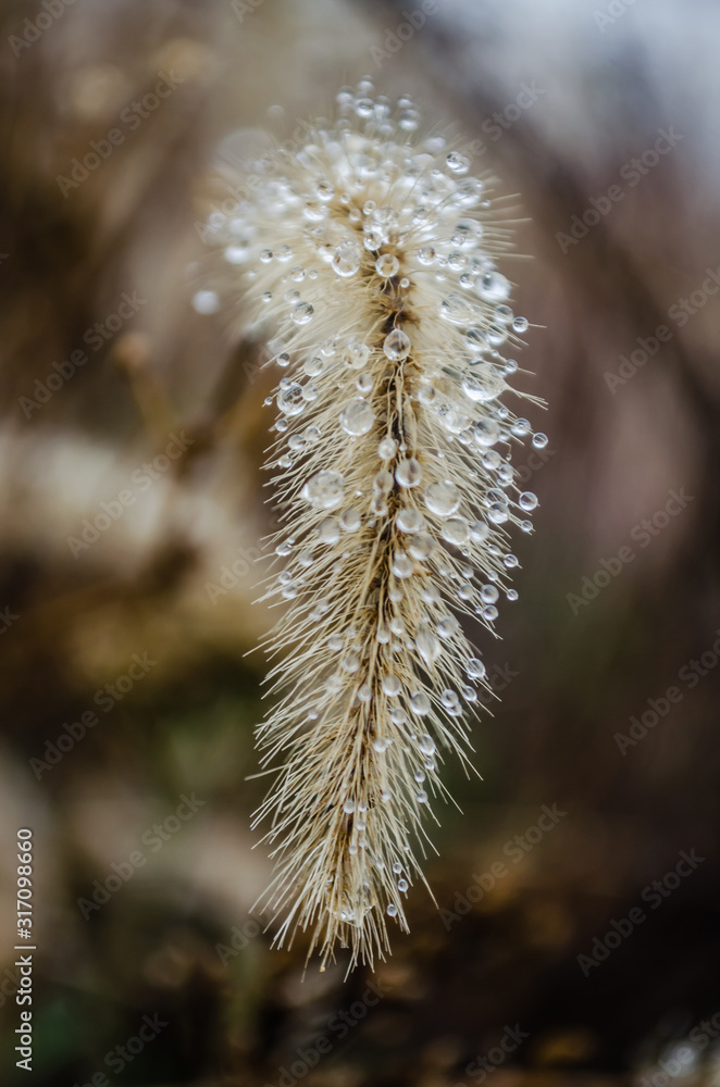 Obraz premium Semi dry meadow plant - Setaria Faberi