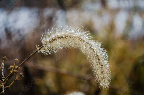 Semi dry meadow plant - Setaria Faberi