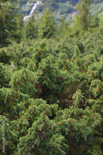juniper in the summer. green bright coniferous bush