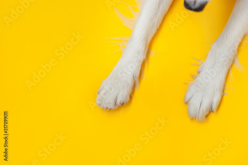 Funny puppy dog border collie paws close up isolated on yellow background. Pet care and animals concept. Dog foot leg overhead top view. Flat lay copy space place for text.