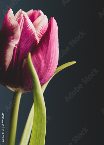 elegancki-tulipan-z-bliska