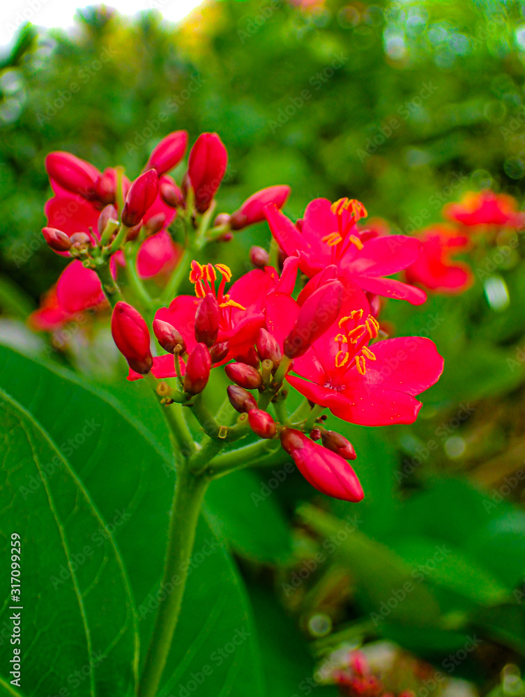 Bright red tropical flowers sit atop a verdant green stem and surrounded by fresh greenery and leaves