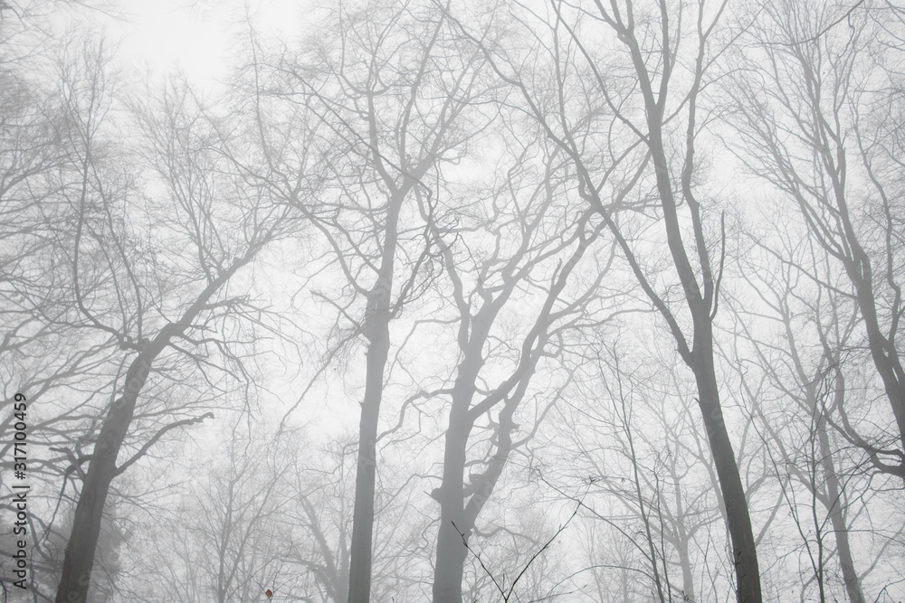 winter forest in fog. Dark landscape. wallpaper background. Germany Outdoor winter forest in fog. Dark landscape. wallpaper background. Germany Outdoor