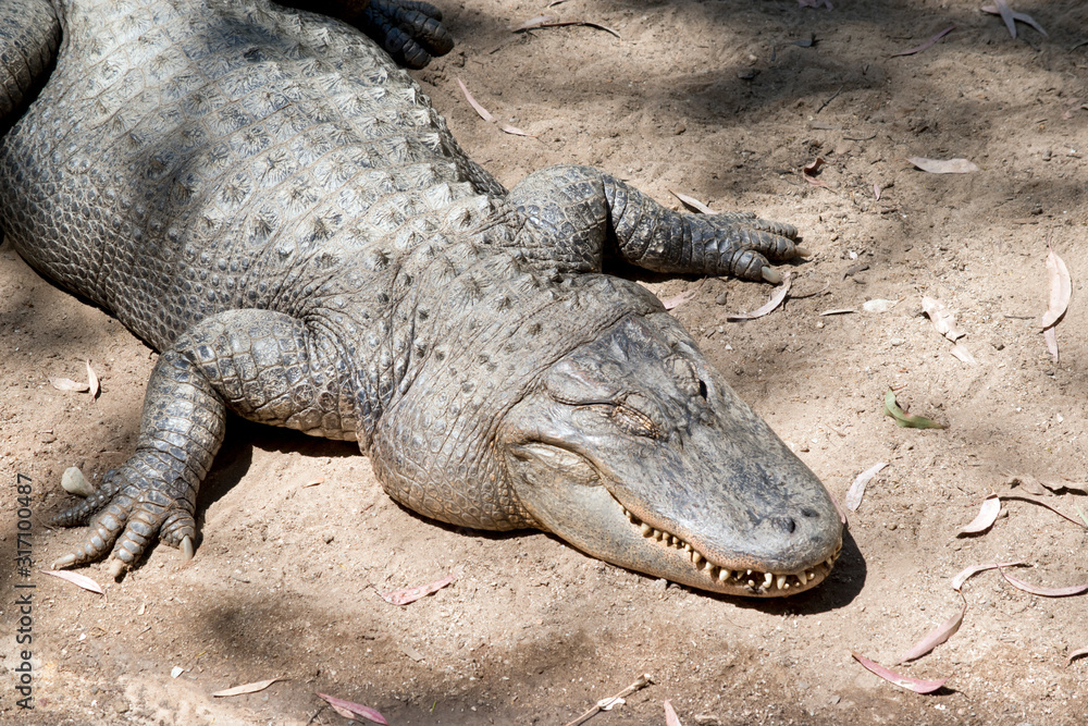 the alligator is warming himself in the sun the alligator is warming himself in the sun