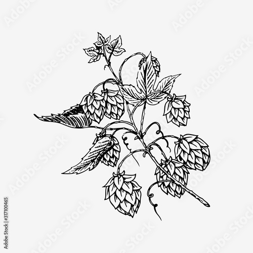 Hops plant with leaves in vintage style. Engraved monochrome sketch for banner or logo, beer or book. Vector illustration in doodle retro style. Hand drawn outline of herb.