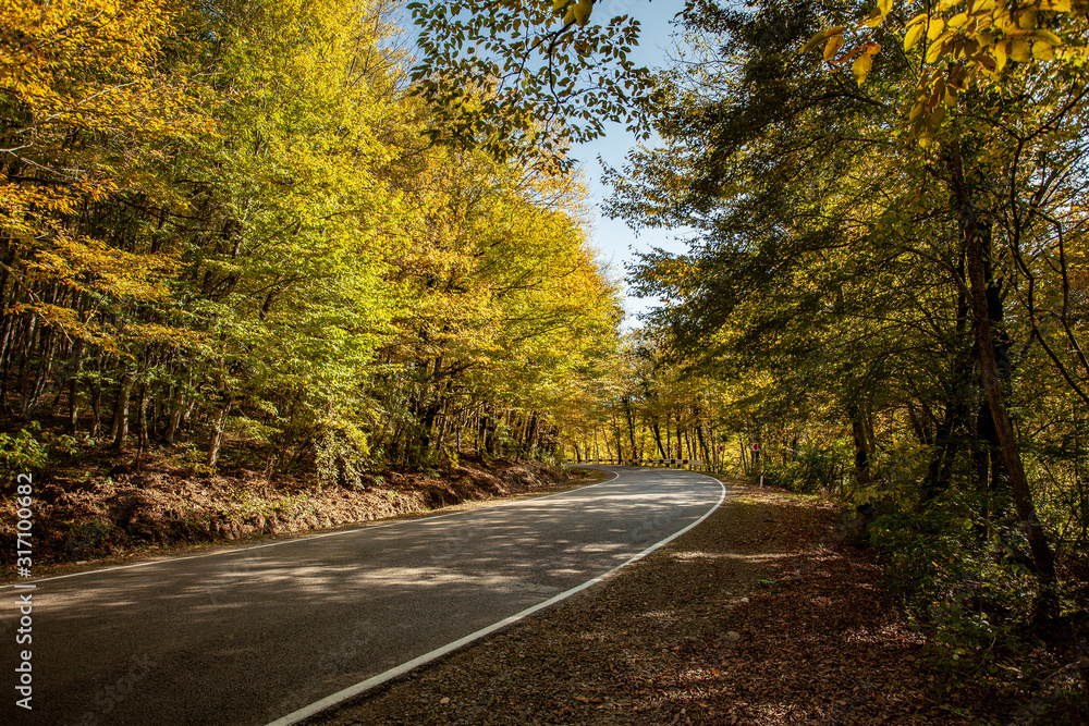 Empty road in forest landscape