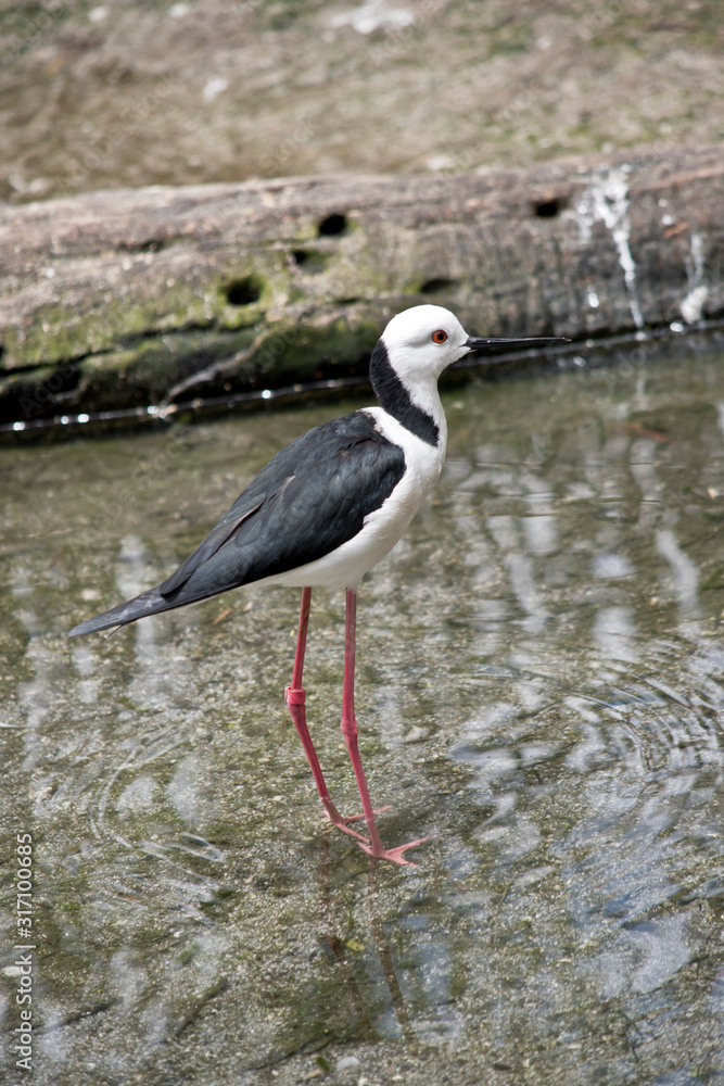 Naklejka premium the black winged stilt is walking in water