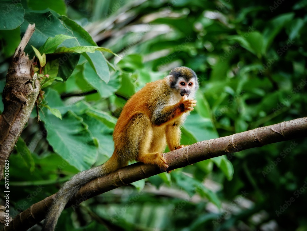 Beautiful squirrel Monkey sitting in a tree in Costa Rica near Arenal Volcano Beautiful squirrel Monkey sitting in a tree in Costa Rica near Arenal Volcano