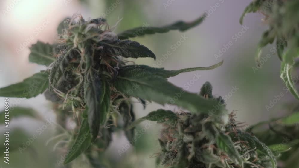 Blooming female marijuana sprout develops in the wind against . 4k. close up. macro. production of medical cannabis. Blooming female marijuana sprout develops in the wind against . 4k. close up. macro. production of medical cannabis.