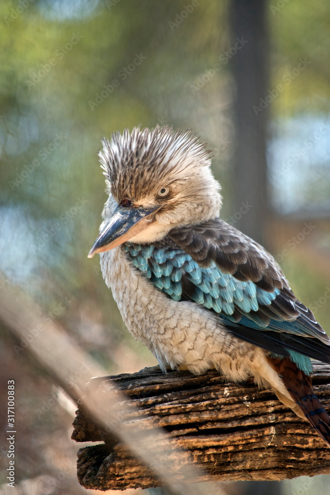 Fototapeta premium the blue winged kookaburra is looking out for danger