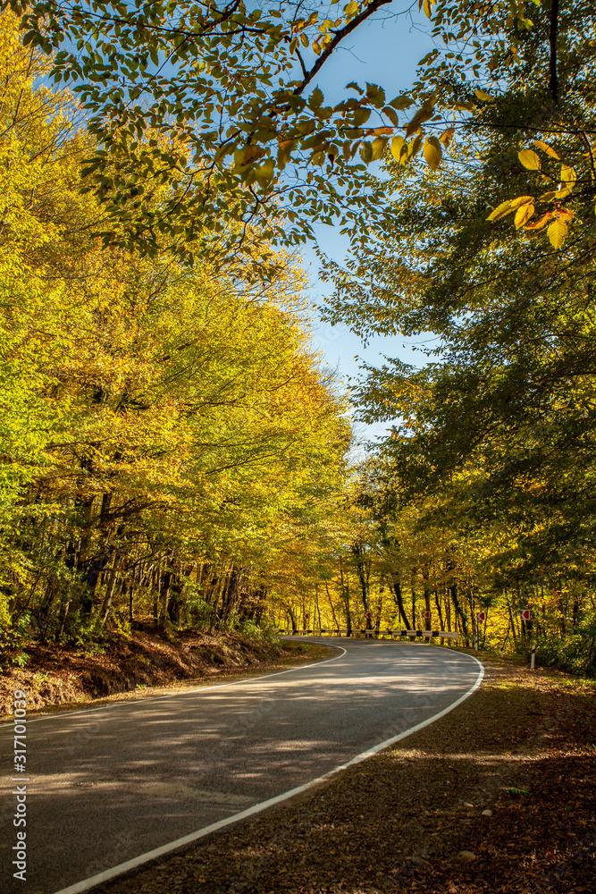 Empty road in forest landscape