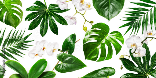 White orchid flowers and tropical green leaves background