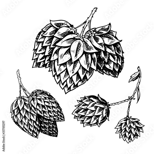 Hop plant with leaves in vintage style. Engraved monochrome sketch for banner or logo, beer or book. Vector illustration in doodle retro style. Hand drawn outline of herb.