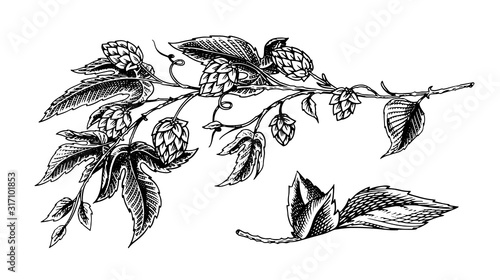 Hops plant with leaves in vintage style. Engraved monochrome sketch for banner or logo, beer or book. Vector illustration in doodle retro style. Hand drawn outline of herb.