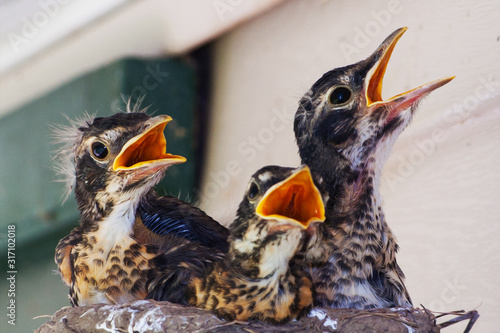 3 robin chicks seem to be singing rockin robin in harmony in their nest on our front porch in Upstate NY photo