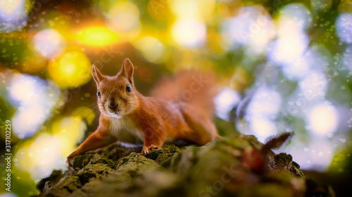 Red squirrel on a tree, closeup, selective focus.