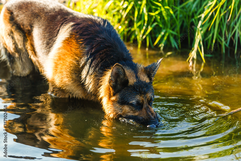 dog, German shepherd has a rest on river bank after bathing dog, German shepherd has a rest on river bank after bathing