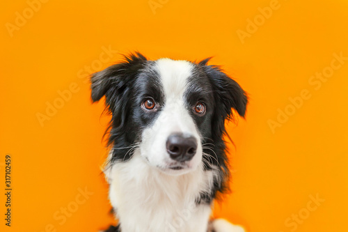 Funny studio portrait of cute smilling puppy dog border collie isolated on orange background. New lovely member of family little dog gazing and waiting for reward. Pet care and animals concept © Юлия Завалишина