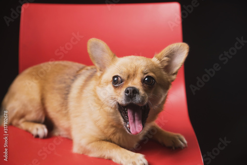 a small emotional dog sits and lies on a red chair on a dark background