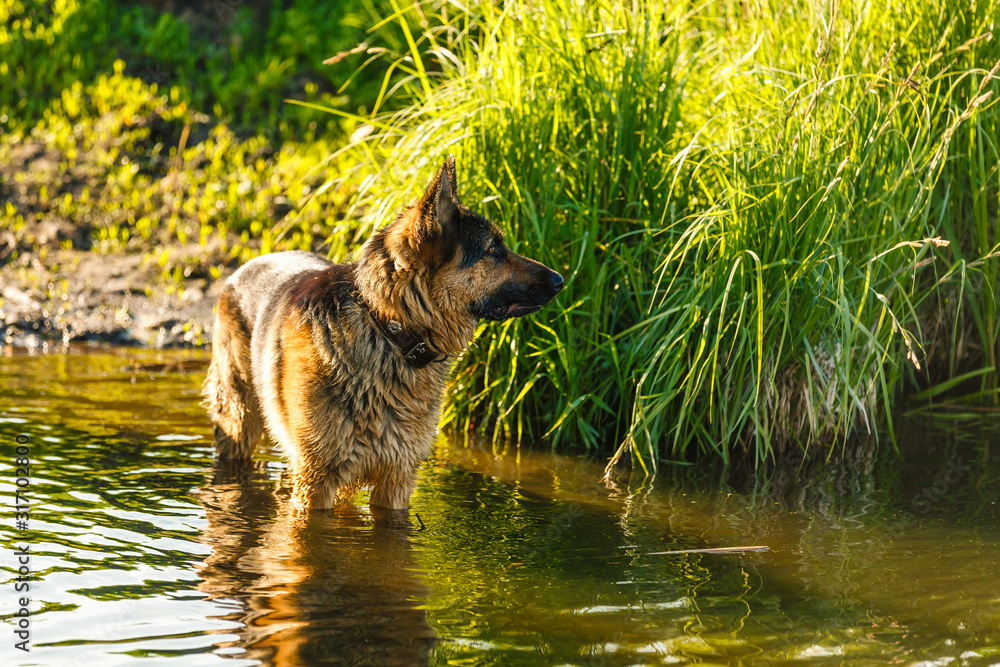 dog, German shepherd has a rest on river bank after bathing dog, German shepherd has a rest on river bank after bathing