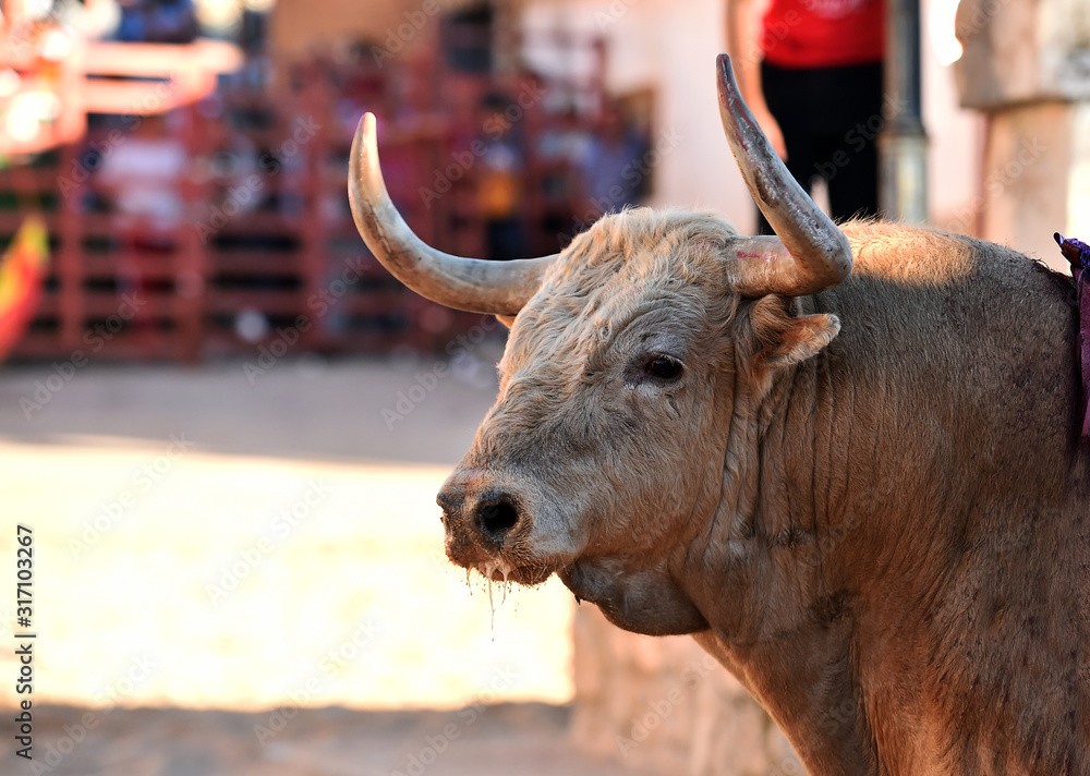 toro español en una plaza de toros toro español en una plaza de toros