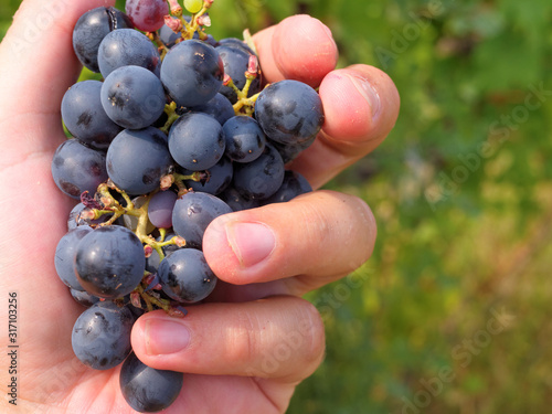 Grape harvest, bunch in a man's hand