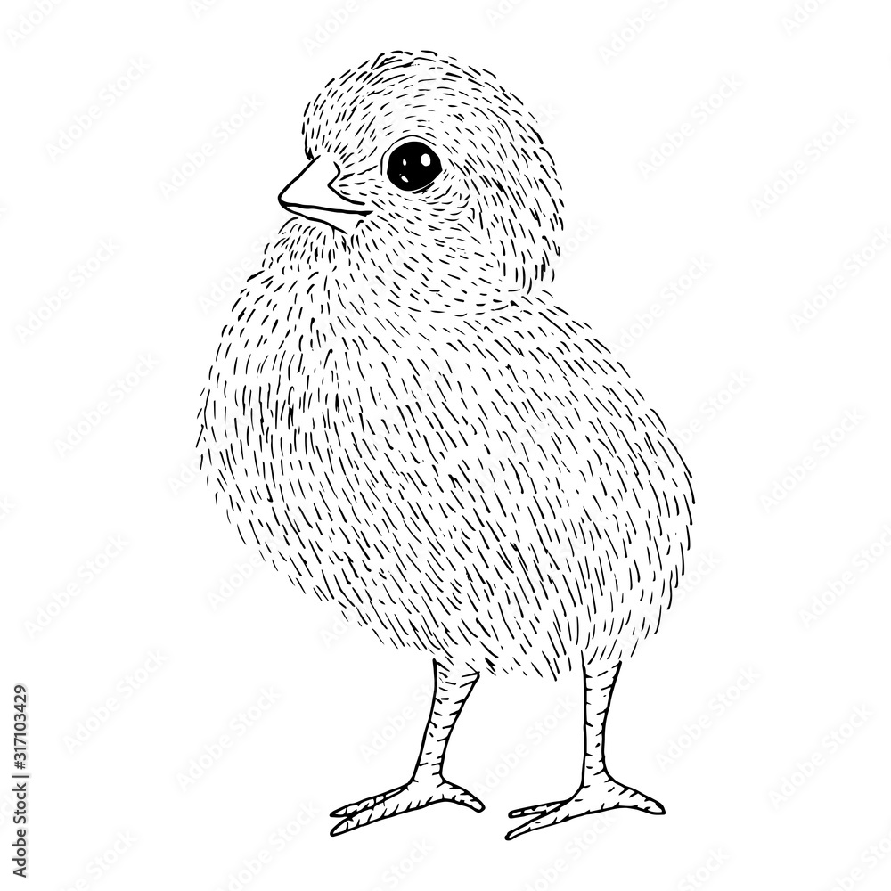 Baby Chick Drawing - How To Draw A Baby Chick Step By Step