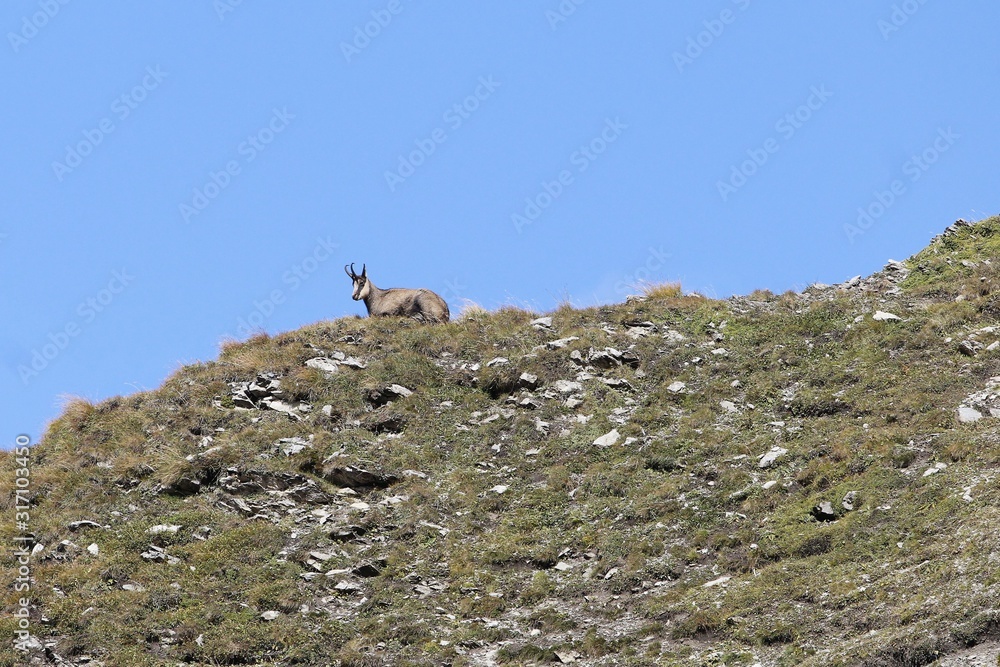 Chamois, Rupicapra rupicapra, on alpine grasslands Chamois, Rupicapra rupicapra, on alpine grasslands